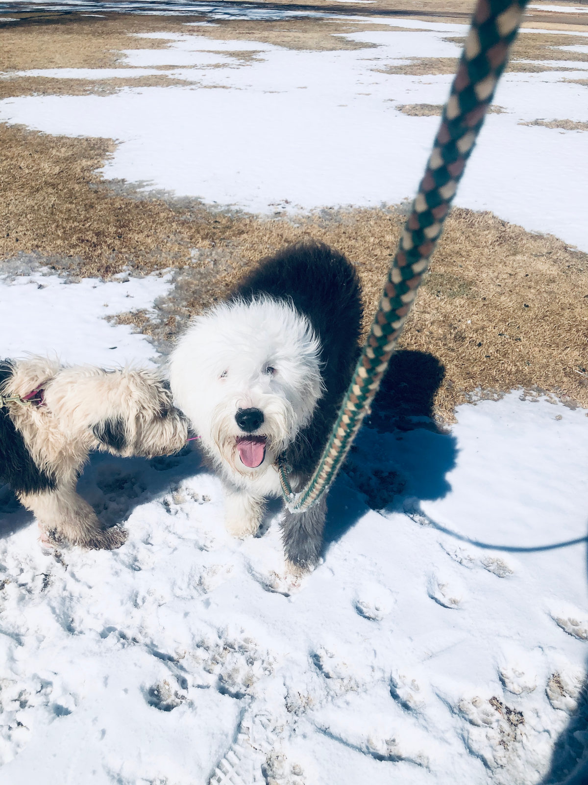 Sheepadoodle puppy showing calm gentle temperament