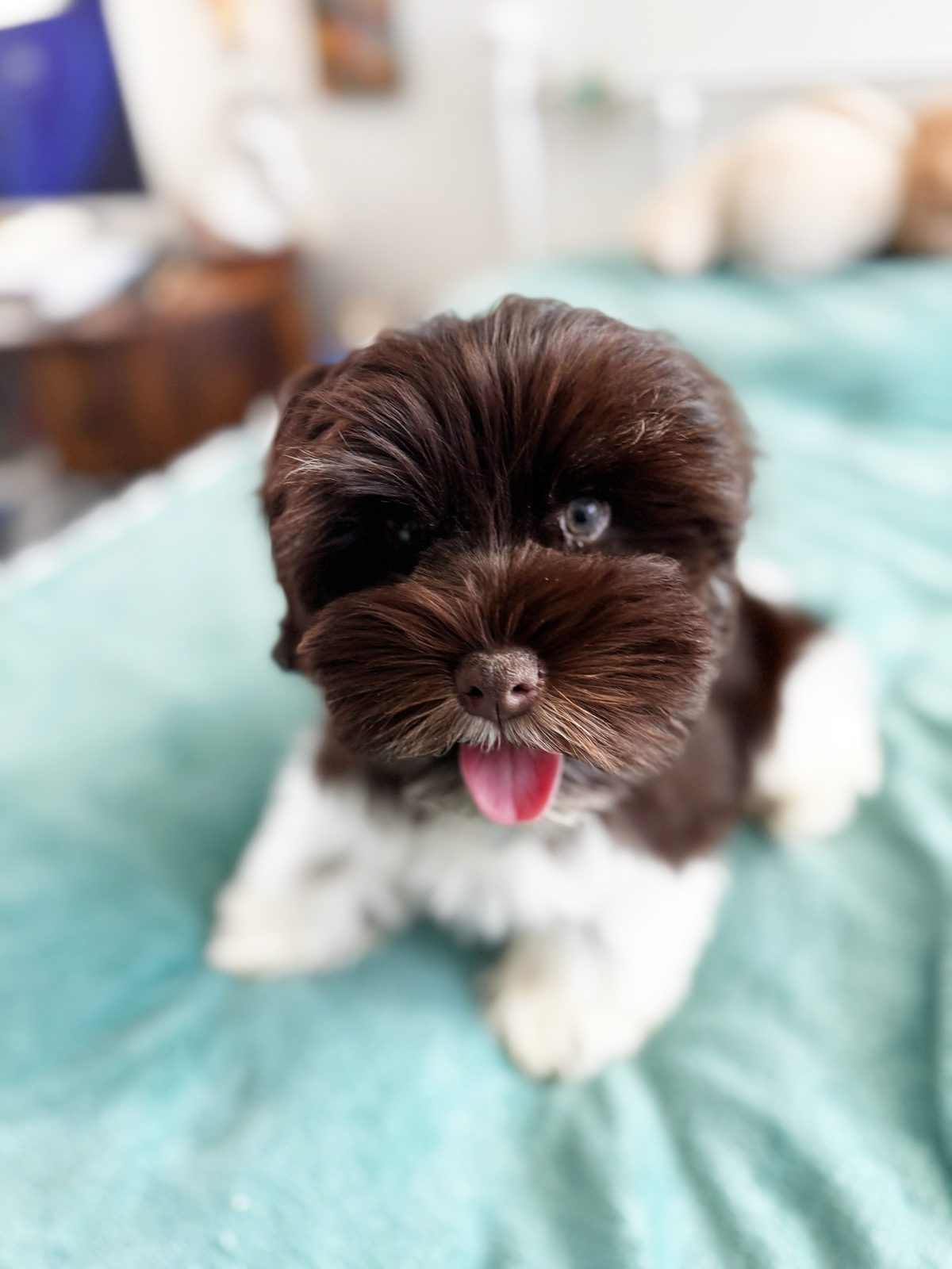 Sheepadoodle puppy in crate during training