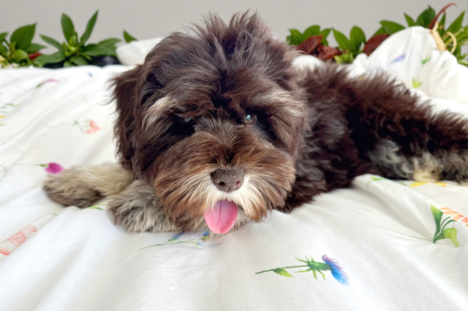 Sheepadoodle dog adapting well to home living situation
