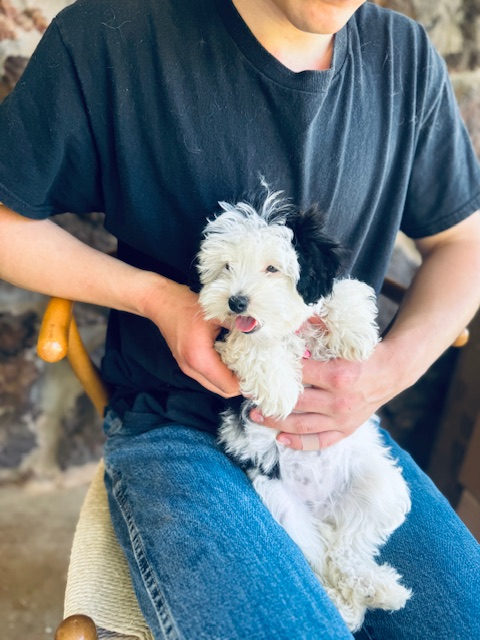 Sheepadoodle puppy with health records before going to new home