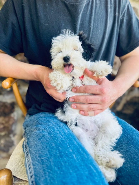 Senior sheepadoodle dog enjoying healthy aging with proper care