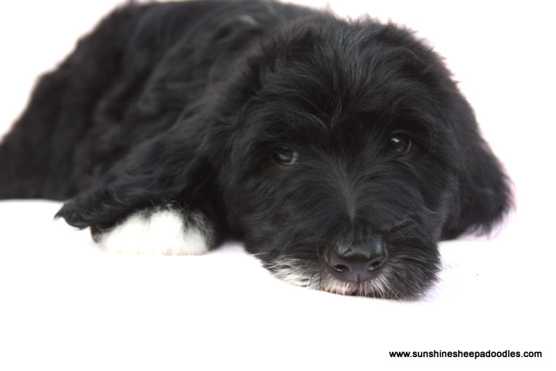 Adult sheepadoodle dog showing family-friendly temperament