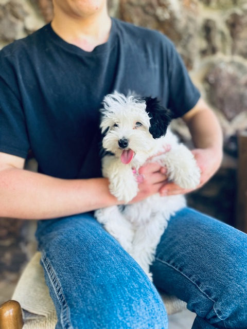 Sheepadoodle puppy learning basic commands during training session