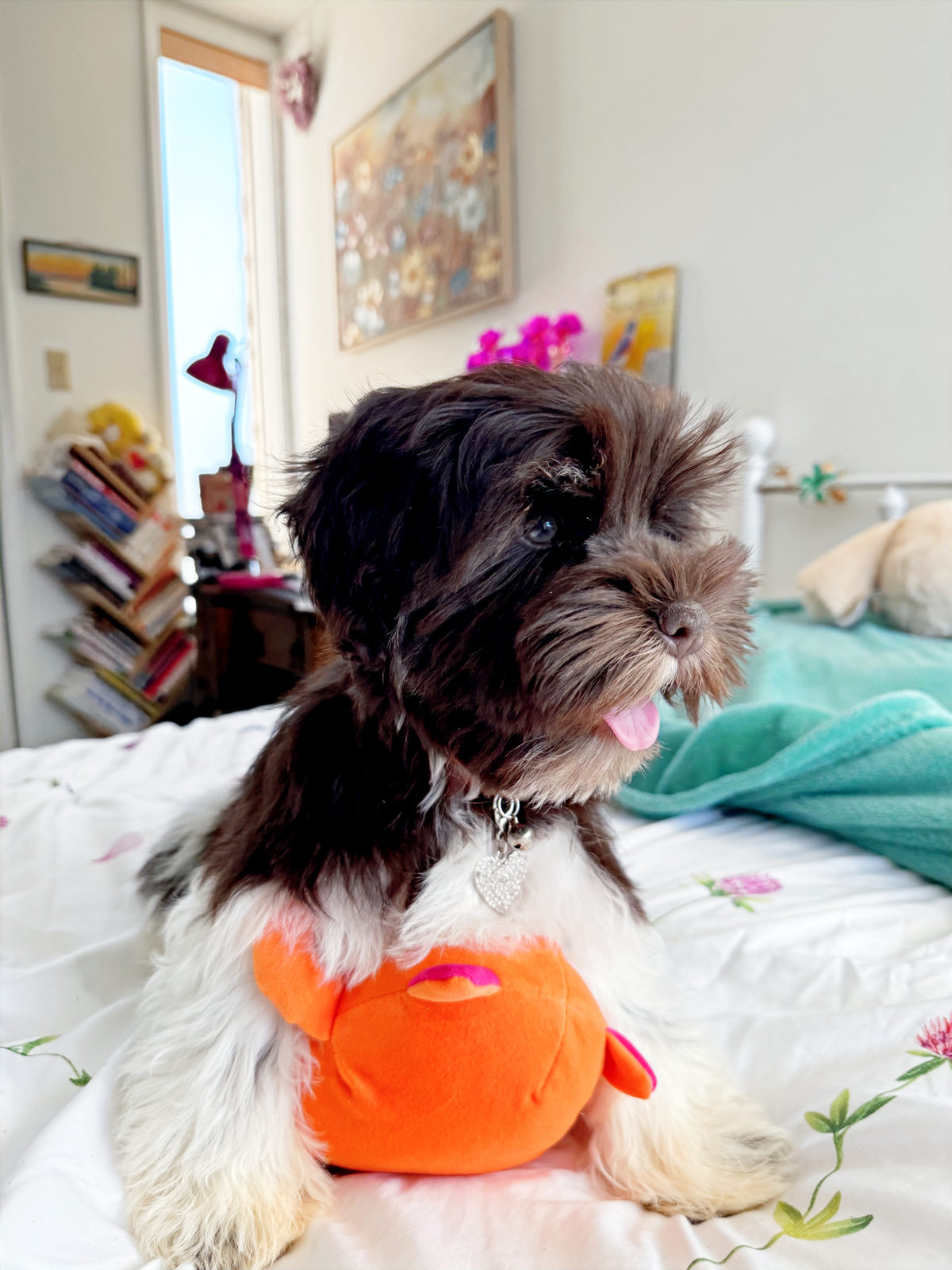 Sheepadoodle puppy following daily training and potty schedule