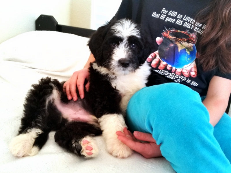 Sheepadoodle puppy being socialized with new experiences during training
