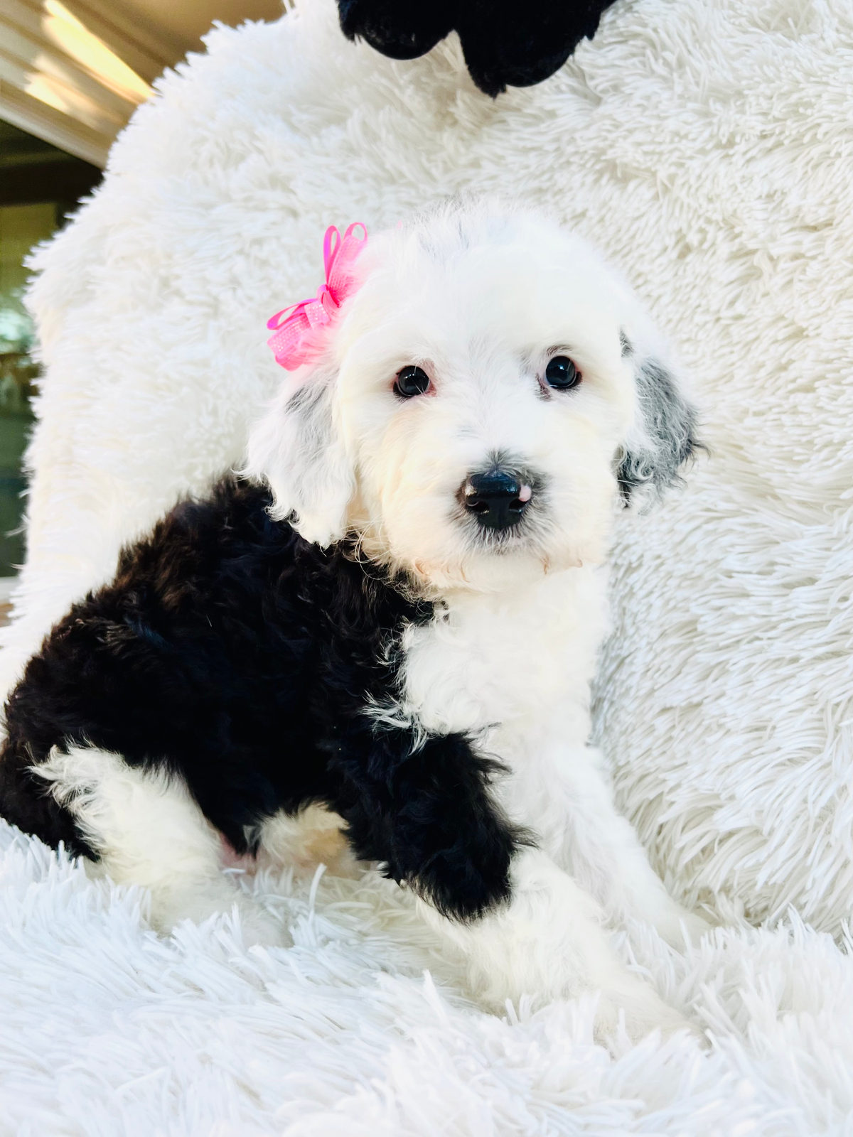 Sheepadoodle dog playing fetch for physical exercise