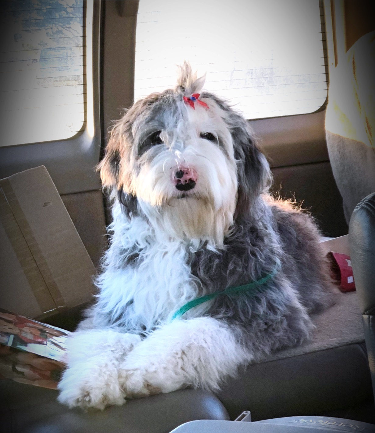 Sheepadoodle puppy with puzzle toy for mental enrichment