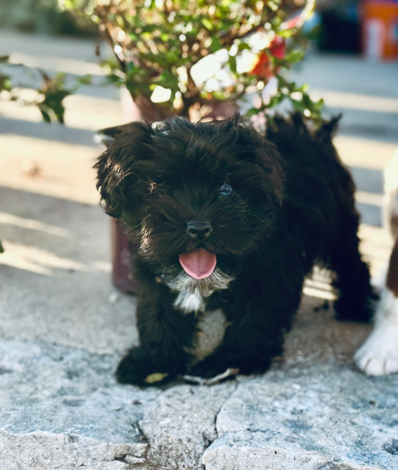 Active healthy sheepadoodle dog with proper diet and exercise routine