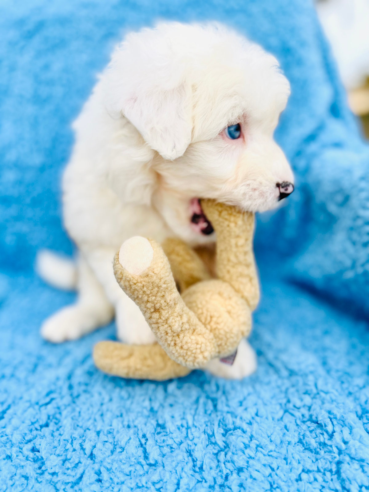 Well-trained sheepadoodle puppy showing progress from consistent first-month training