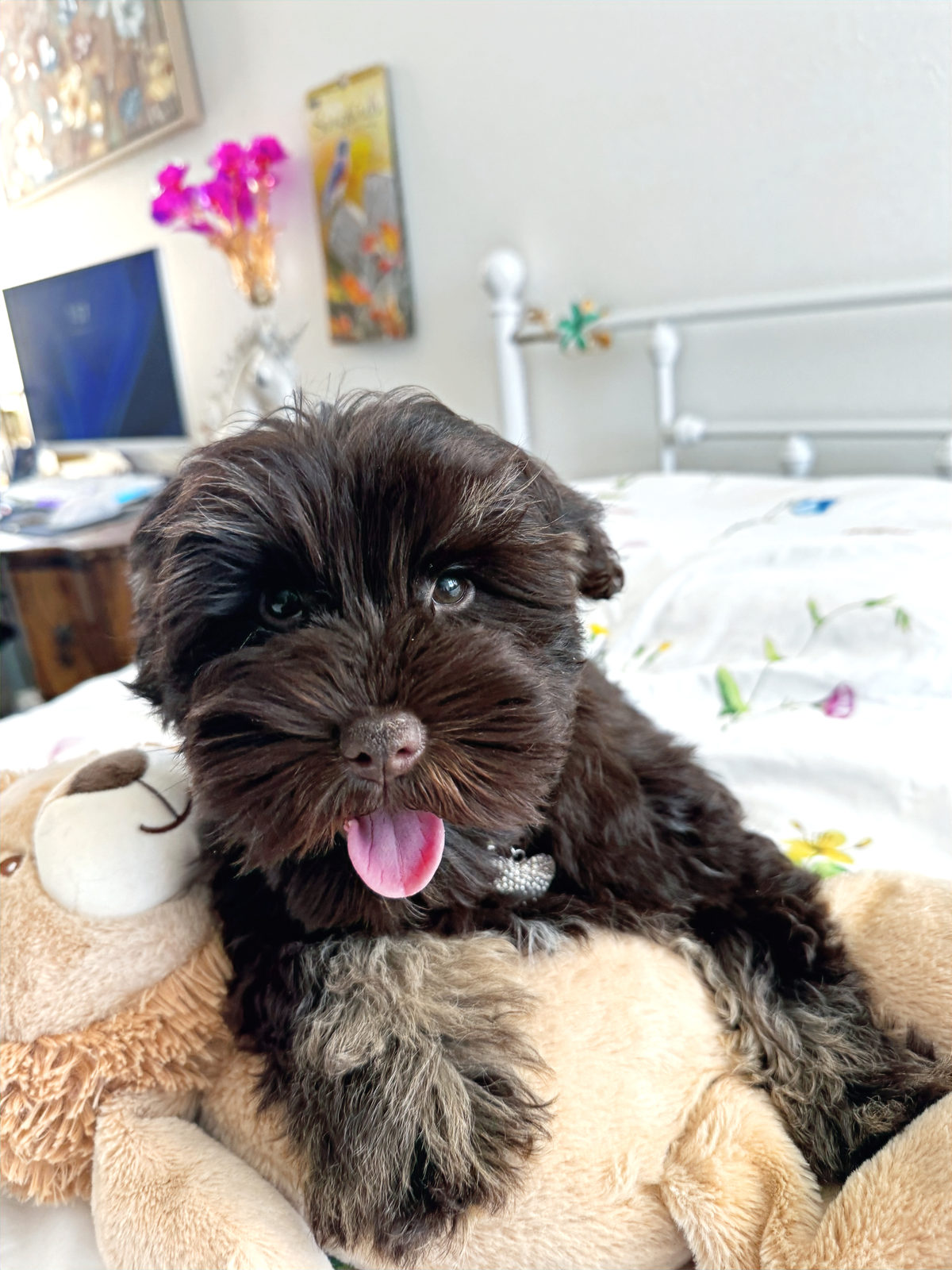 Sheepadoodle puppy compared to Bernedoodle breed