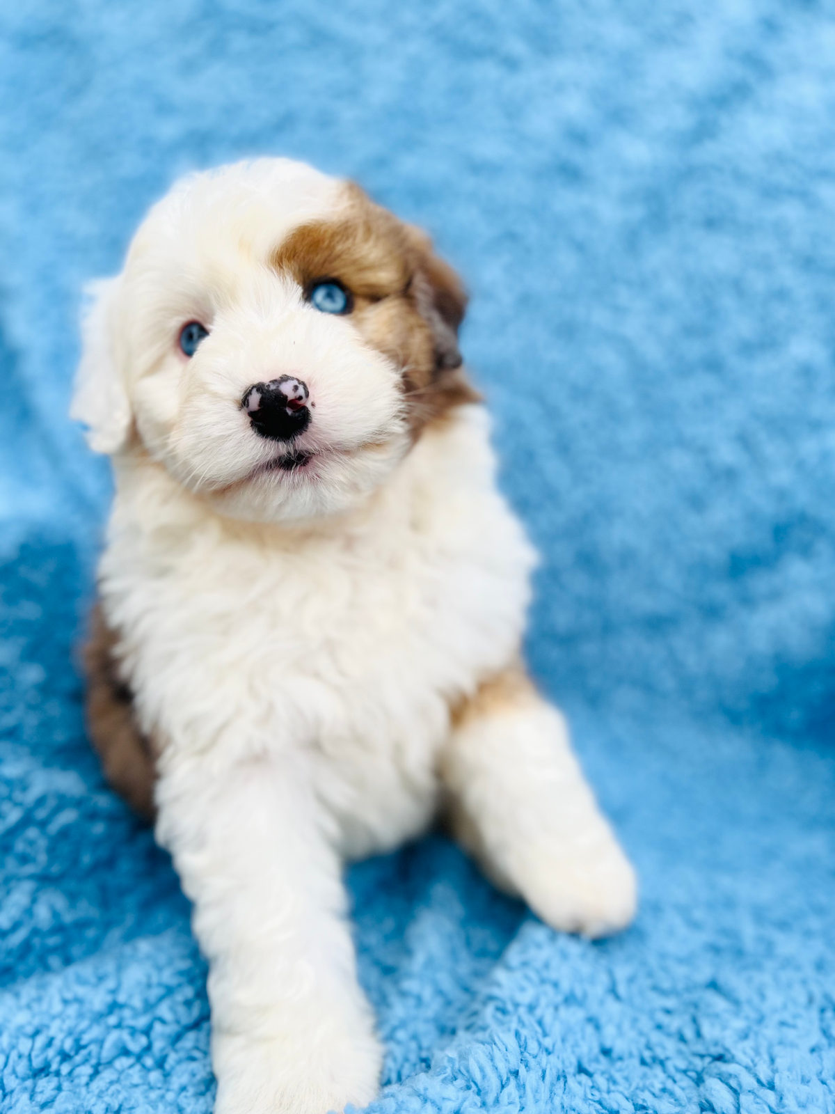 Sheepadoodle puppy showing playful protective temperament