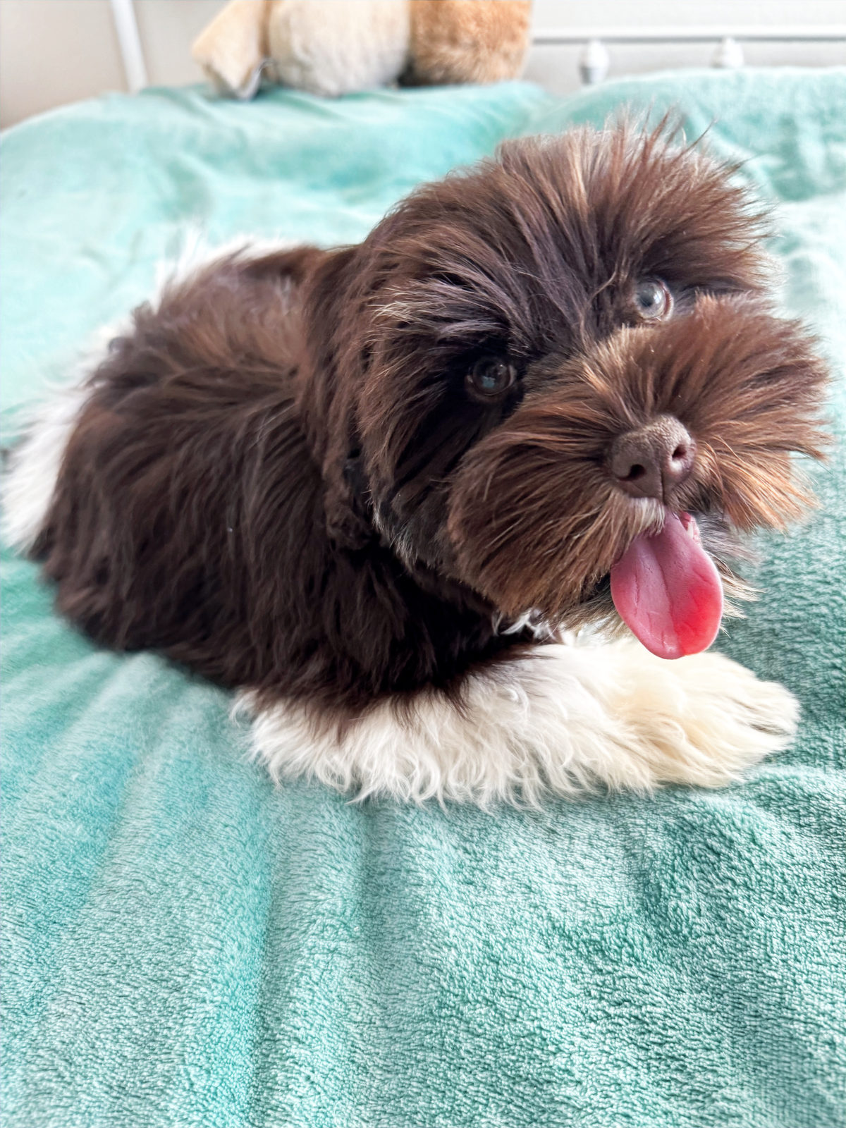 Healthy adult sheepadoodle dog from health-tested parents