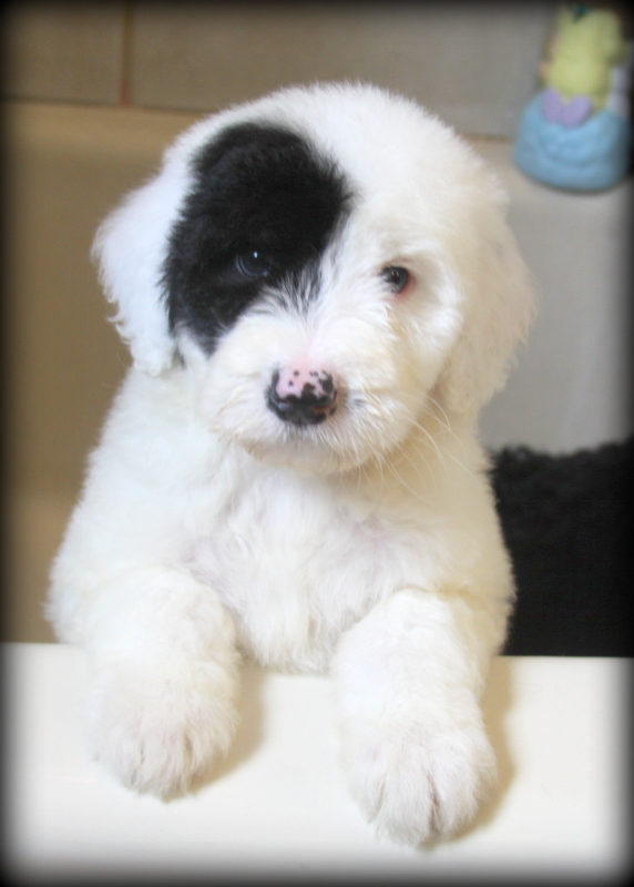 Sheepadoodle family dog showing affectionate temperament