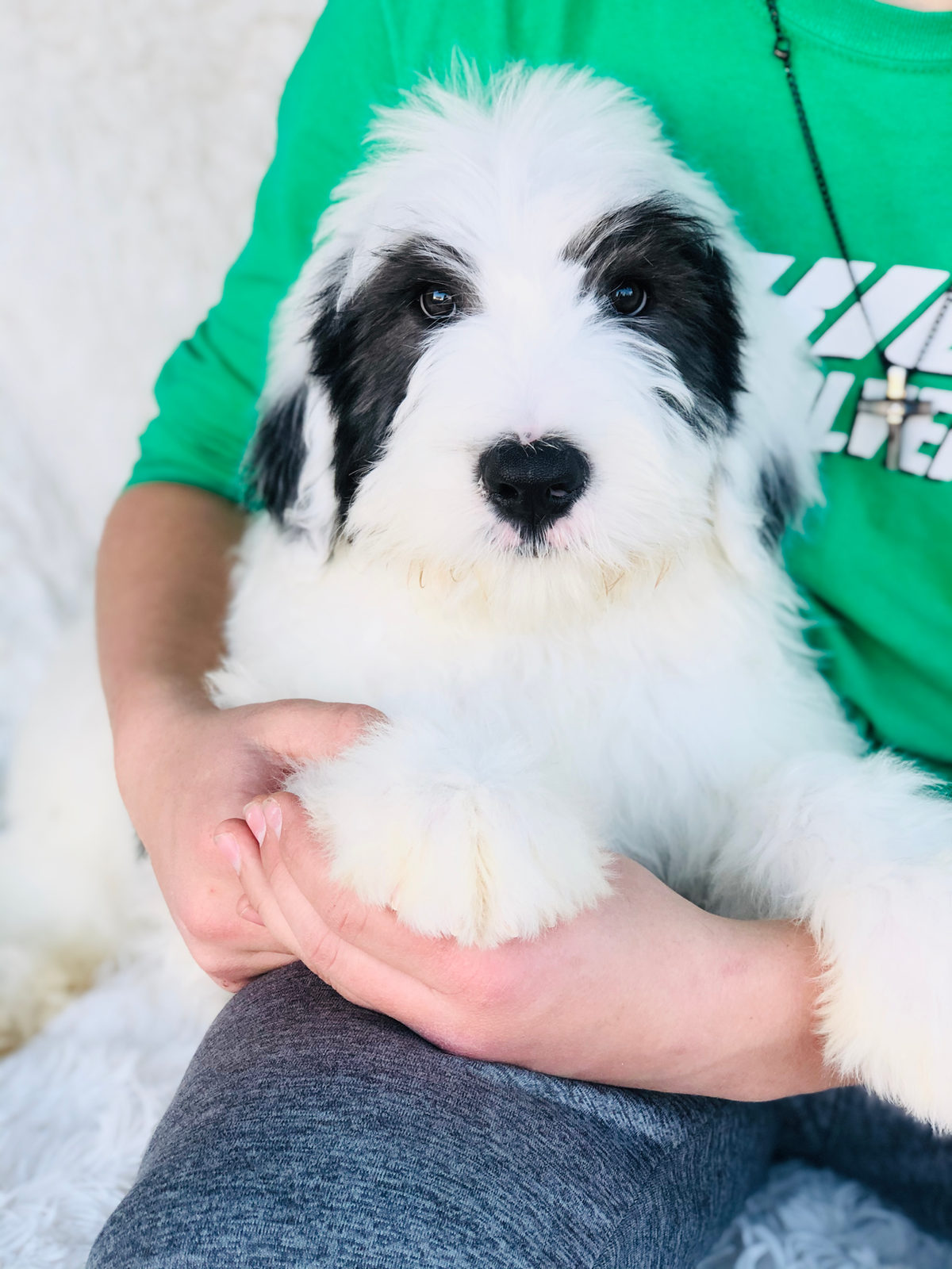 Sheepadoodle dog enjoying varied weekly enrichment activities