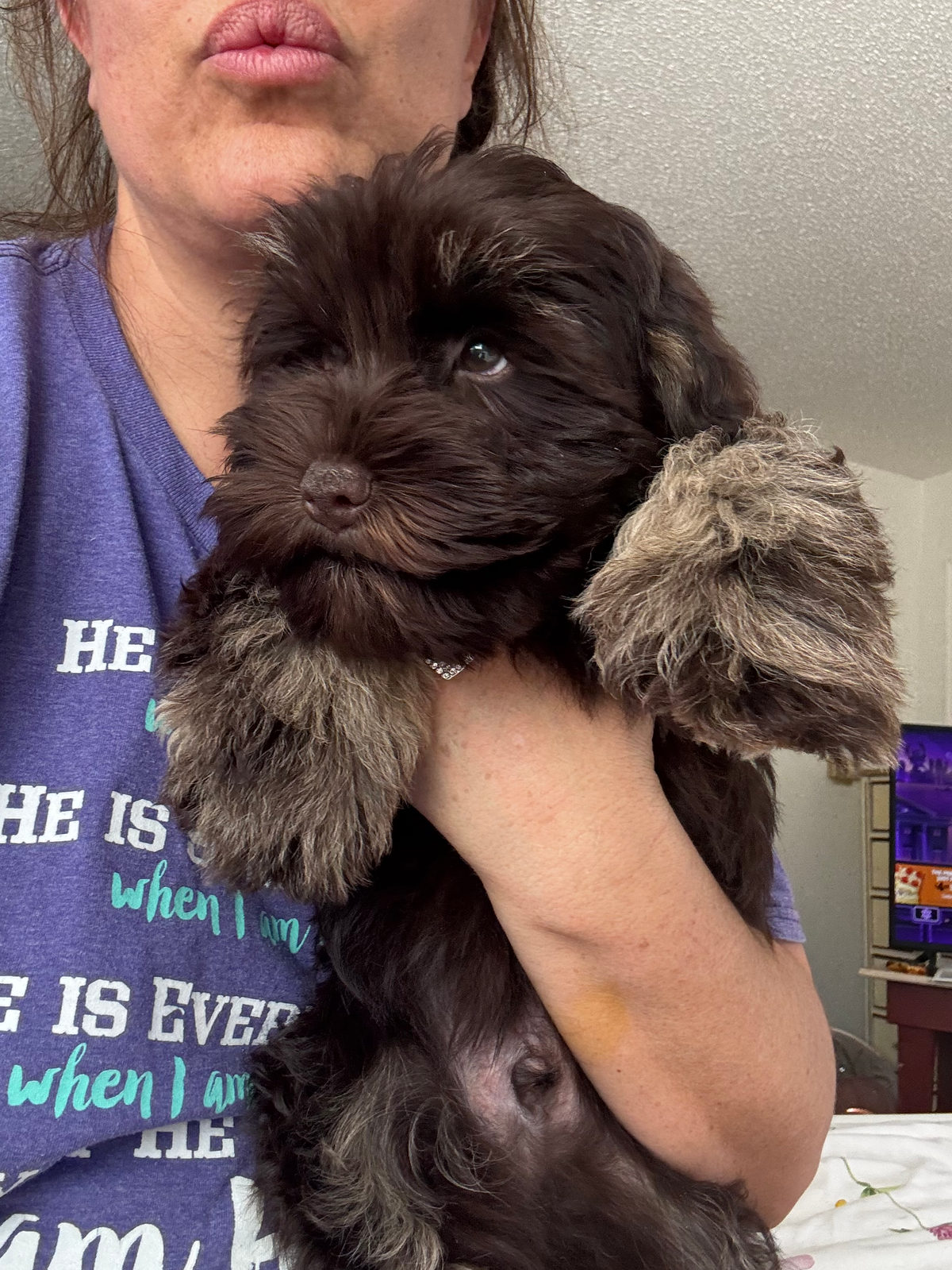 Sheepadoodle puppy resting after appropriate low-impact exercise