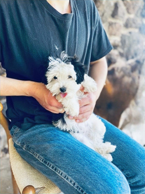 Sheepadoodle puppy compared to Standard Poodle breed