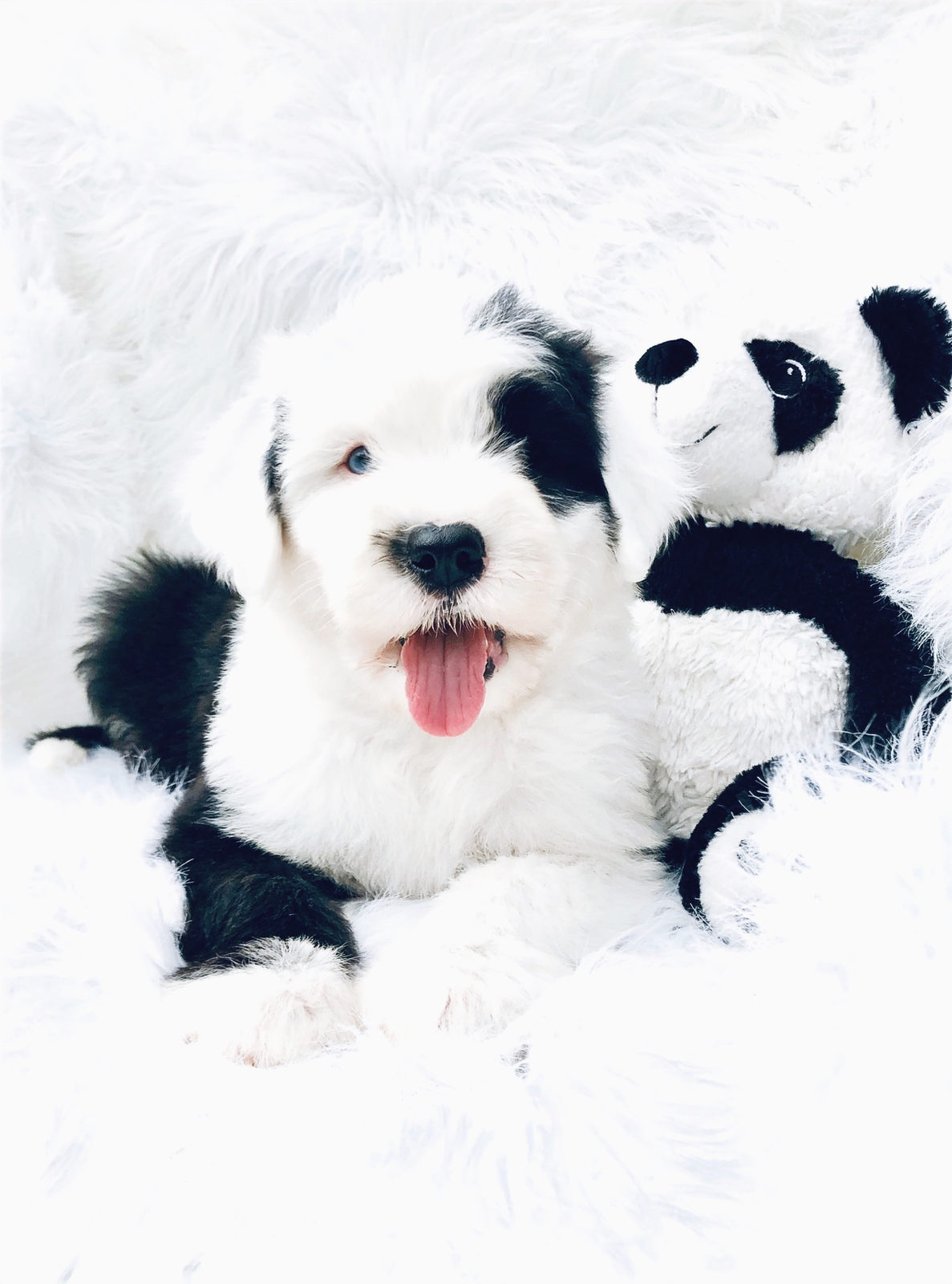 Sheepadoodle puppy showing calm protective temperament