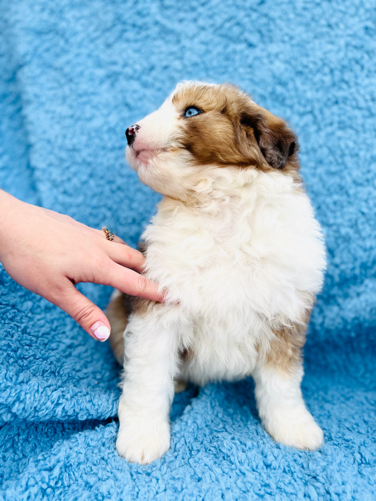 Sheepadoodle puppy with shaggy tousled coat appearance