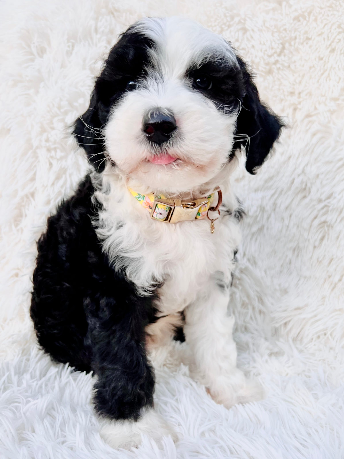 Adult sheepadoodle dog showing family-friendly temperament and appearance
