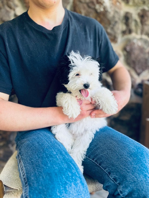 Senior sheepadoodle dog enjoying comfortable aging care