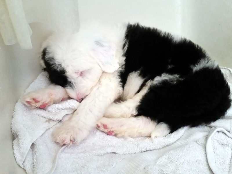 Sheepadoodle puppy with soft puppy coat before adult transition