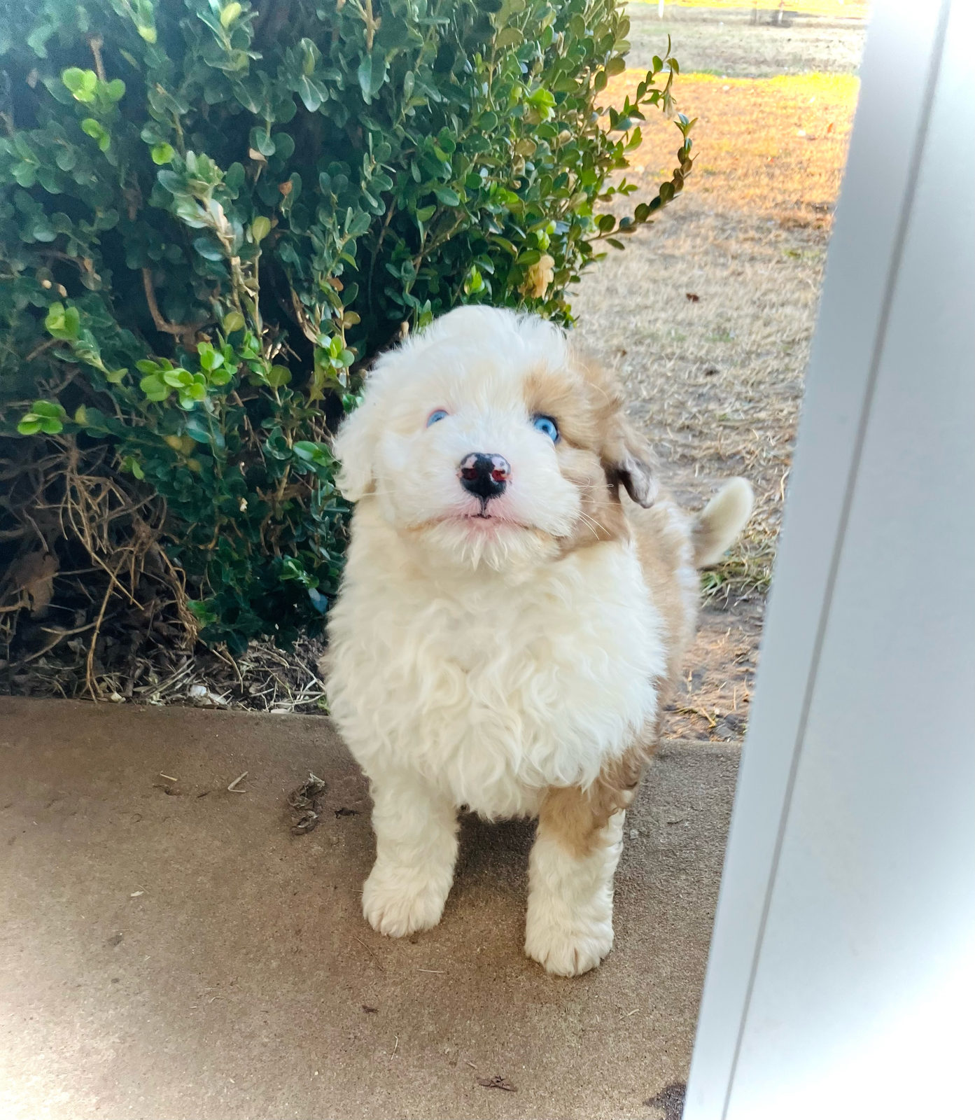 Sheepadoodle dog during seasonal shedding period