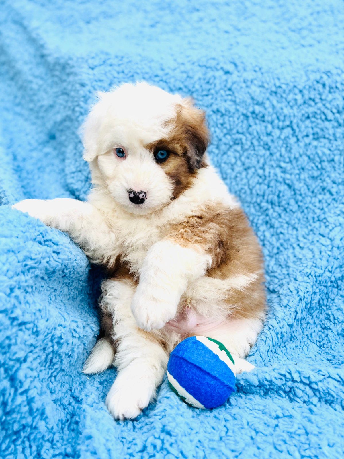 Senior sheepadoodle dog showing graying muzzle and slower movement