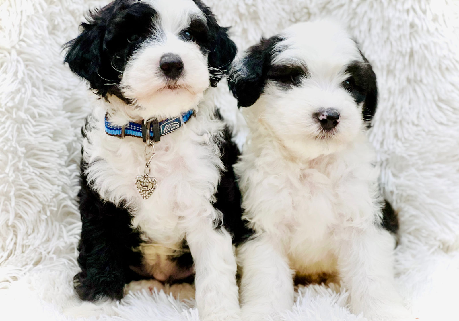 Healthy adult sheepadoodle dog with normal coat and shedding pattern