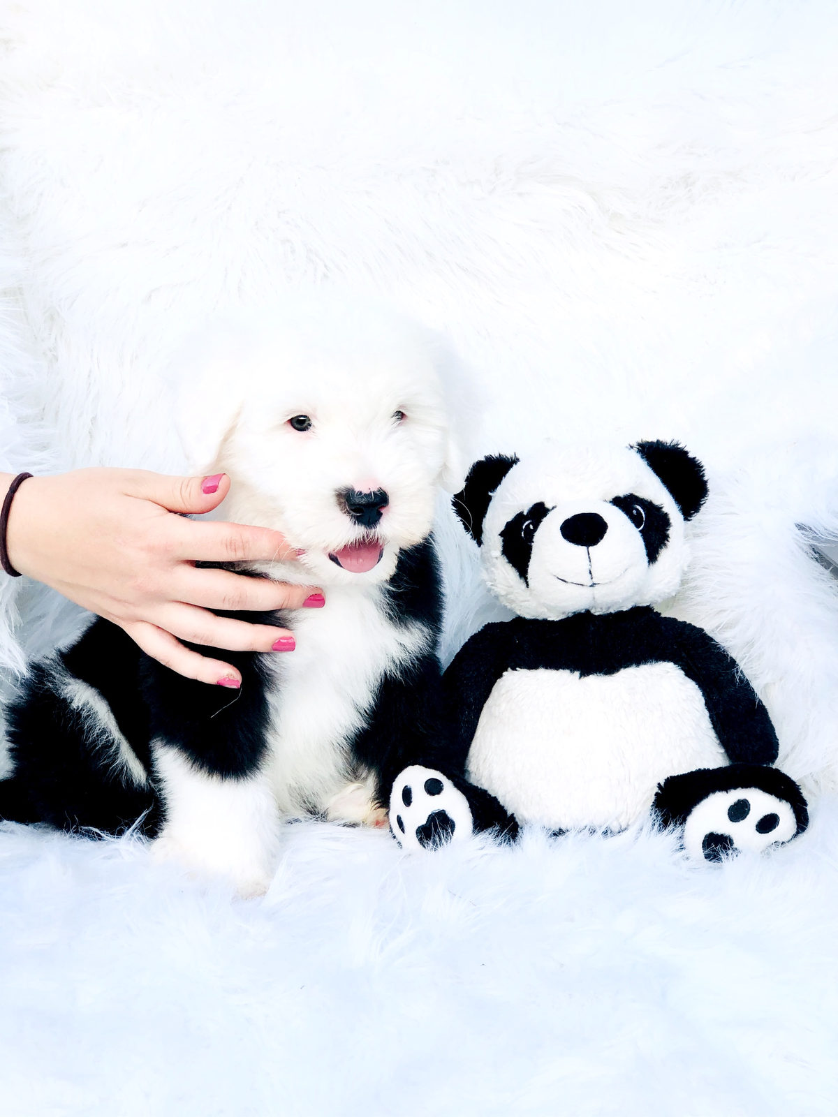 Senior sheepadoodle dog eating age-appropriate senior food