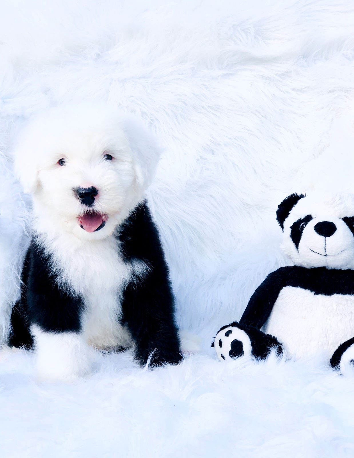 Senior sheepadoodle dog with calm cognitive engagement