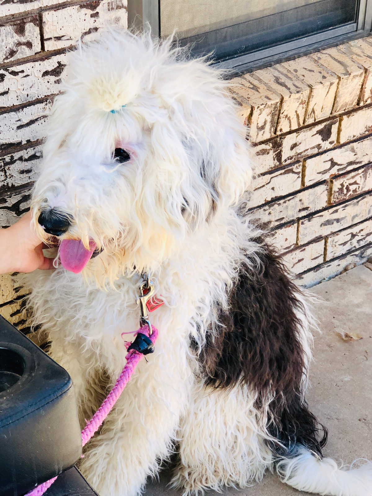 Sheepadoodle puppy receiving daily brushing during coat transition period
