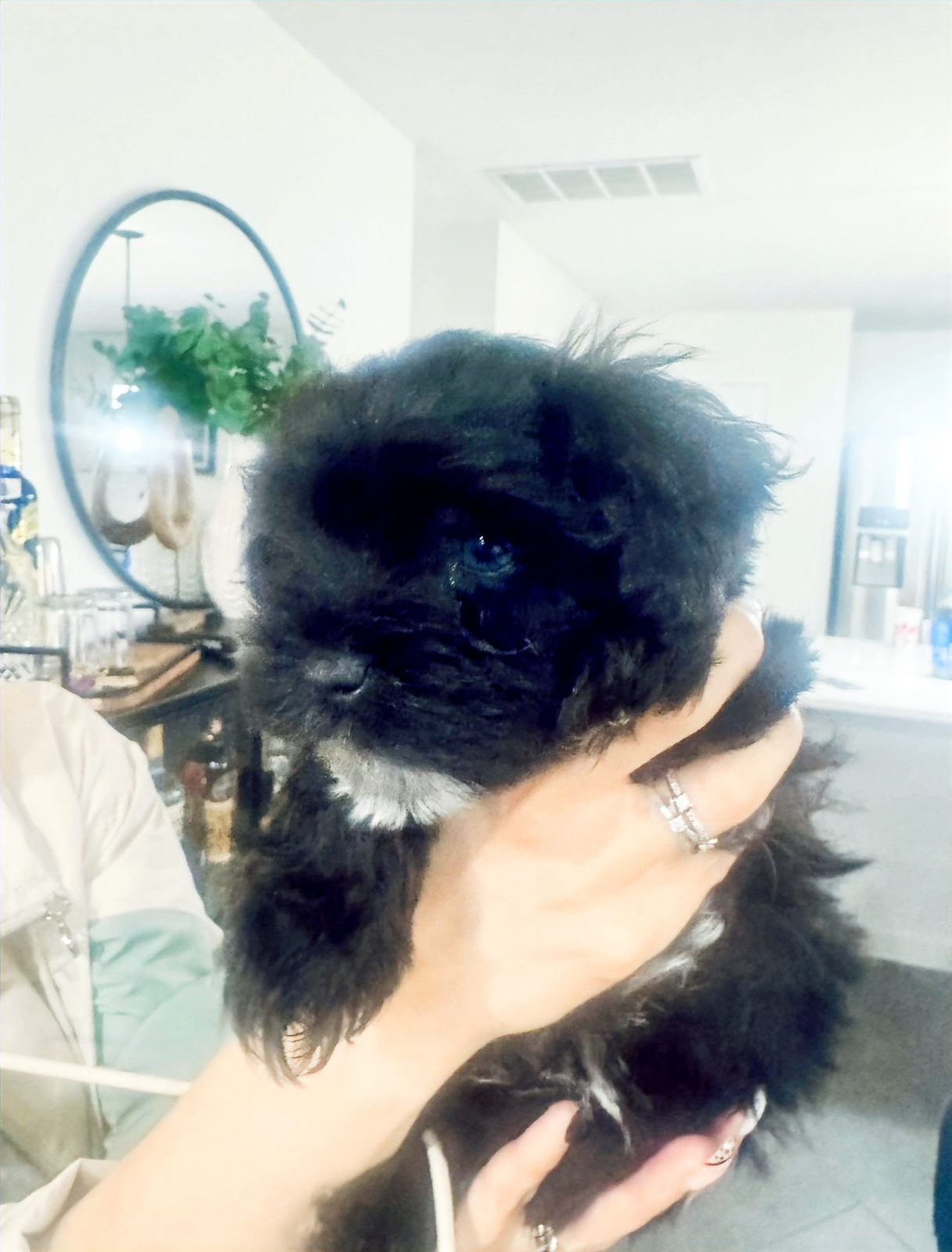 Sheepadoodle puppy showing attachment prone to separation anxiety