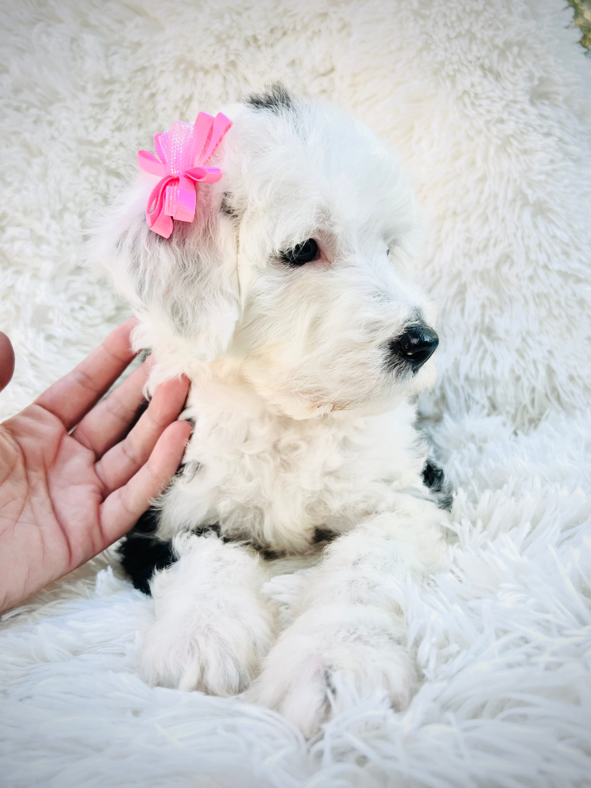 Sheepadoodle puppy showing signs of separation anxiety near door