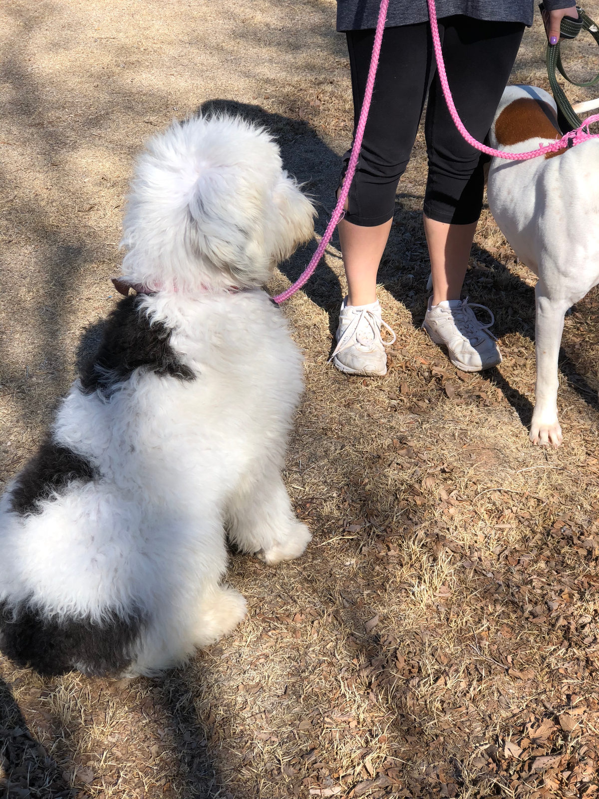 Sheepadoodle puppy comfortable alone in crate building independence