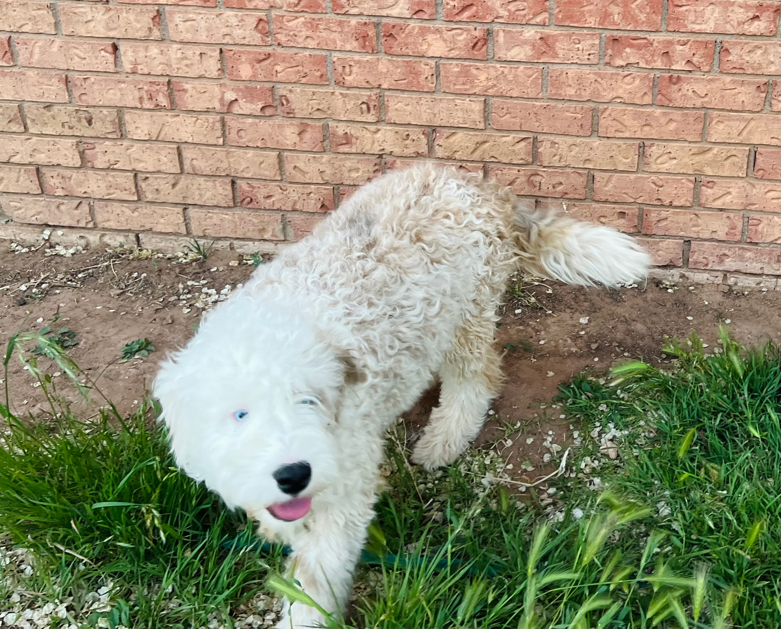 Sheepadoodle dog during gradual desensitization training for independence