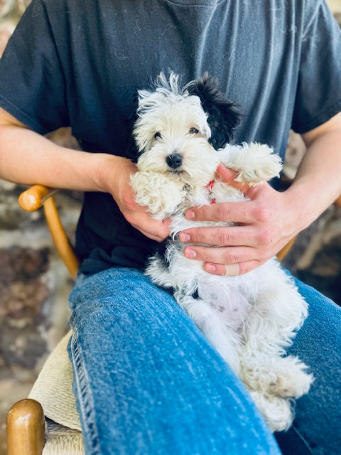 Sheepadoodle dog with professional trainer for separation anxiety help