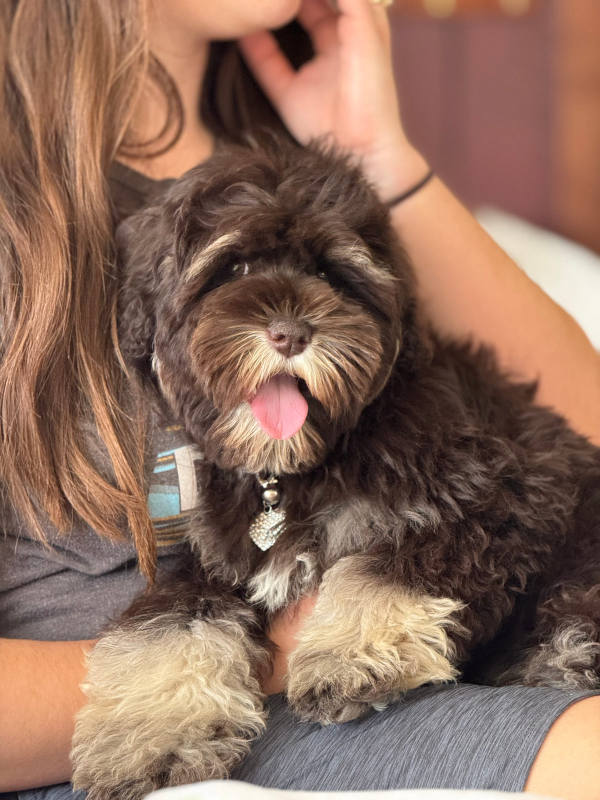 Sheepadoodle puppy with puzzle feeder during alone time