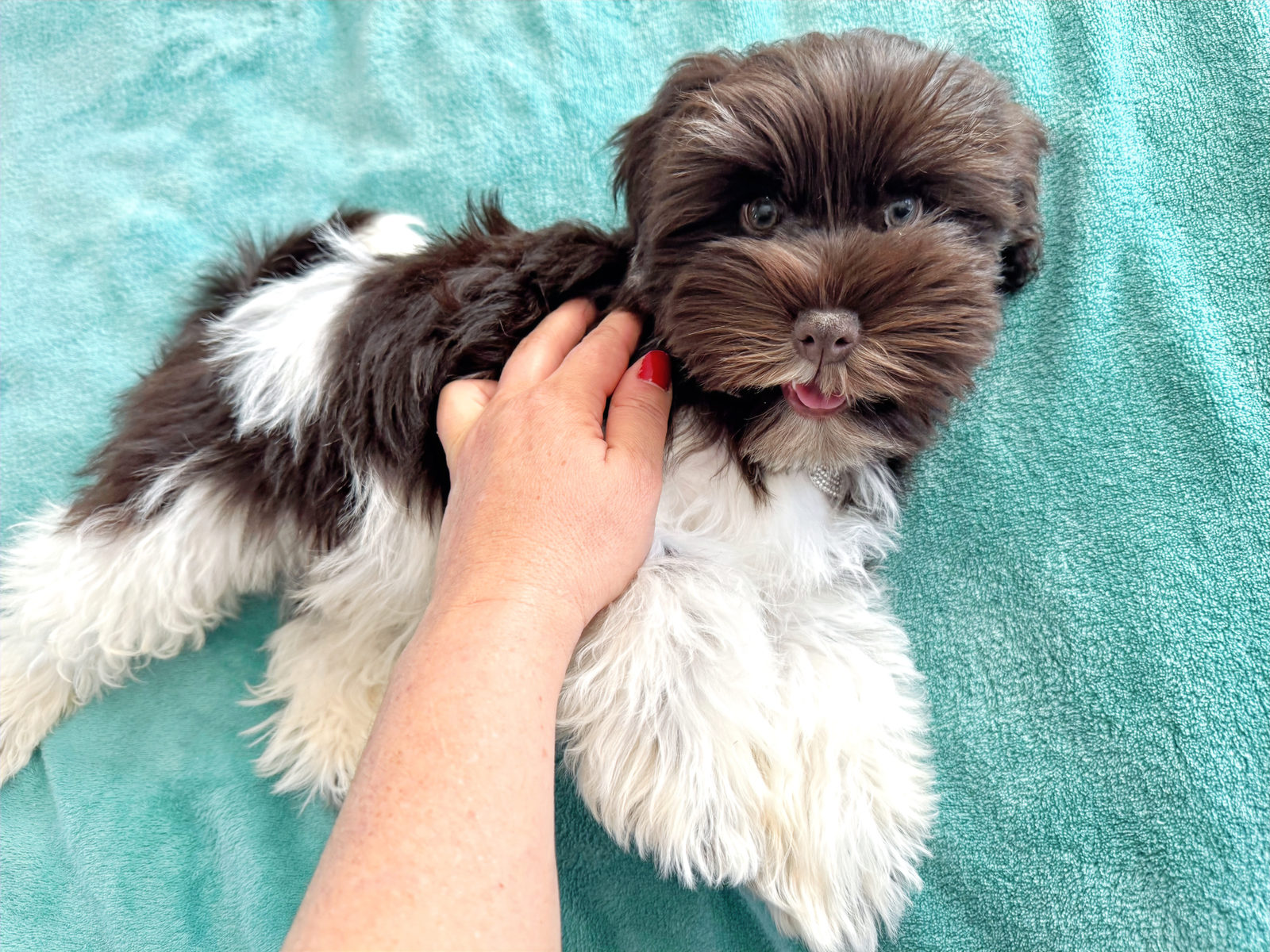 Sheepadoodle puppy compared to Aussiedoodle breed