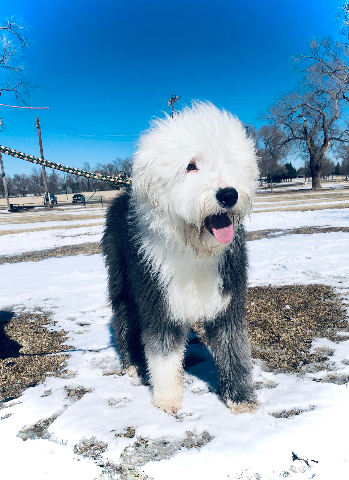 Sheepadoodle puppy showing calm easygoing temperament