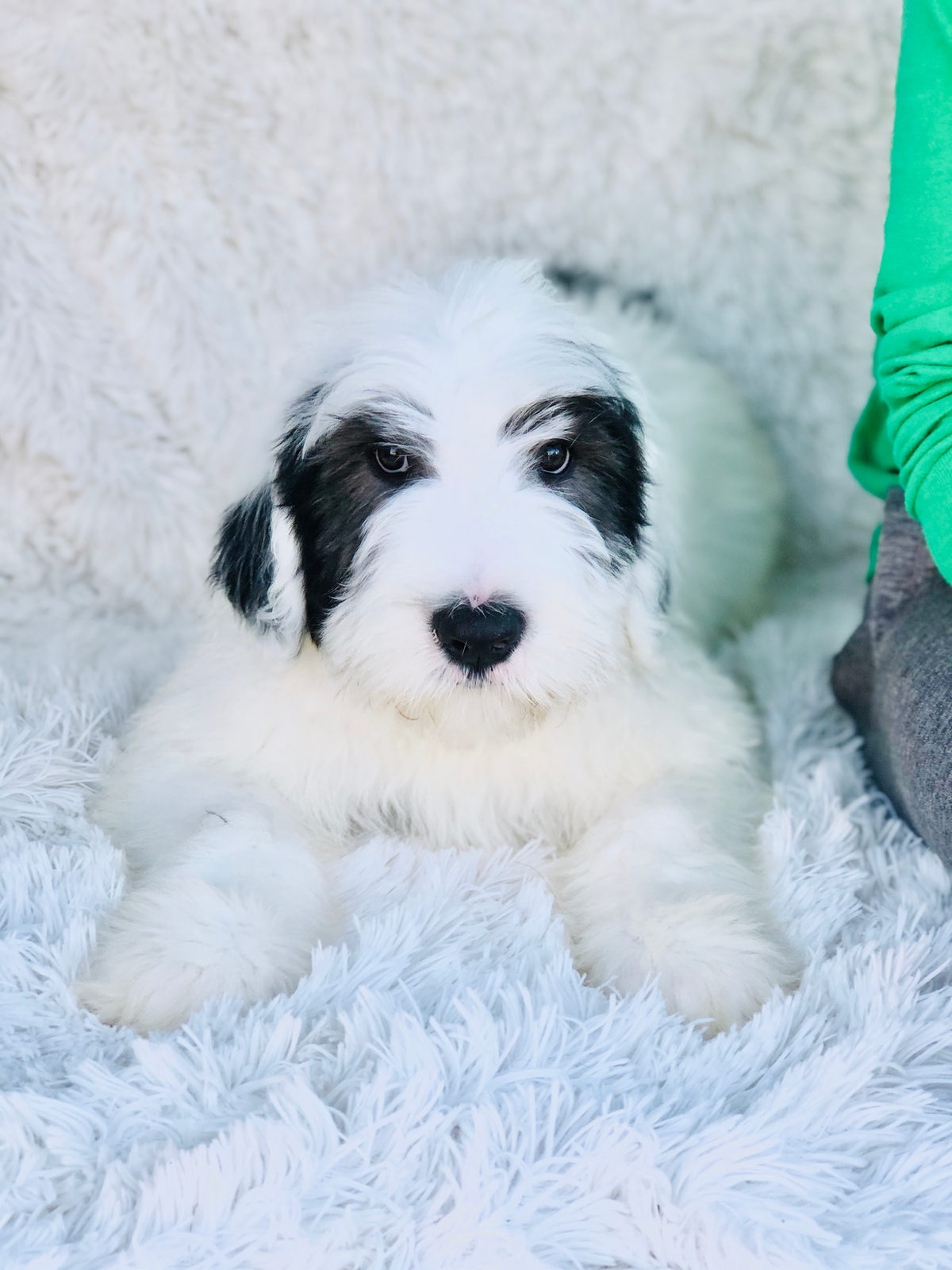 Adult sheepadoodle dog without MDR1 gene health risk