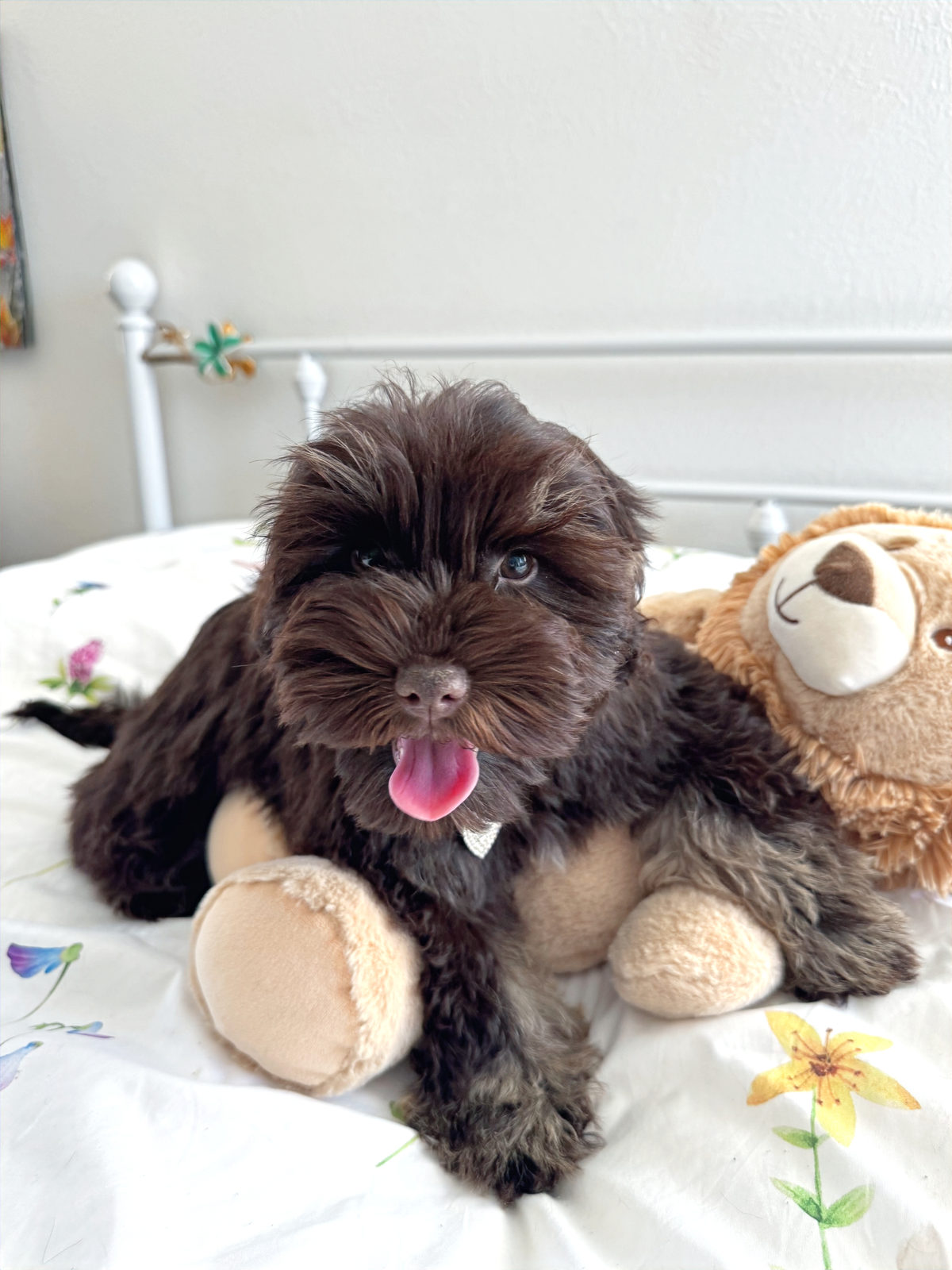 Sheepadoodle puppy engaged in training and mental stimulation