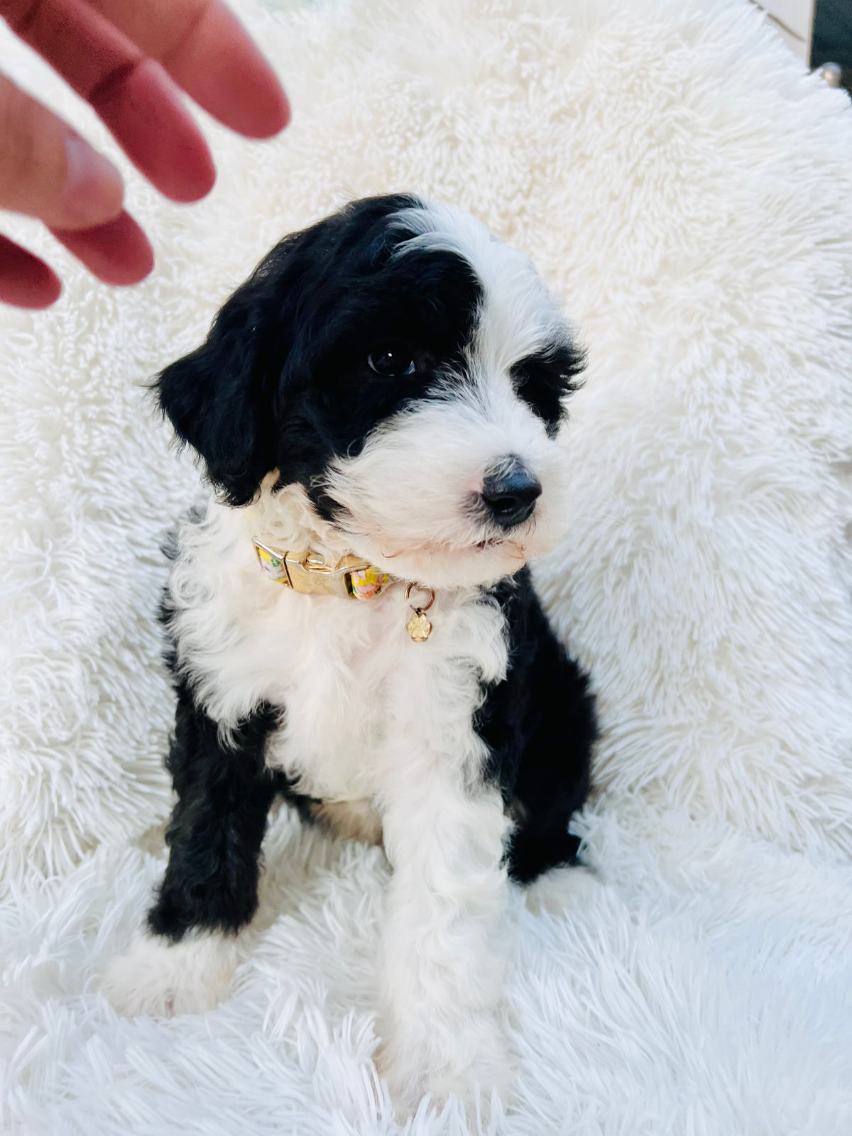 Sheepadoodle dog with floppy hairy ears prone to infection