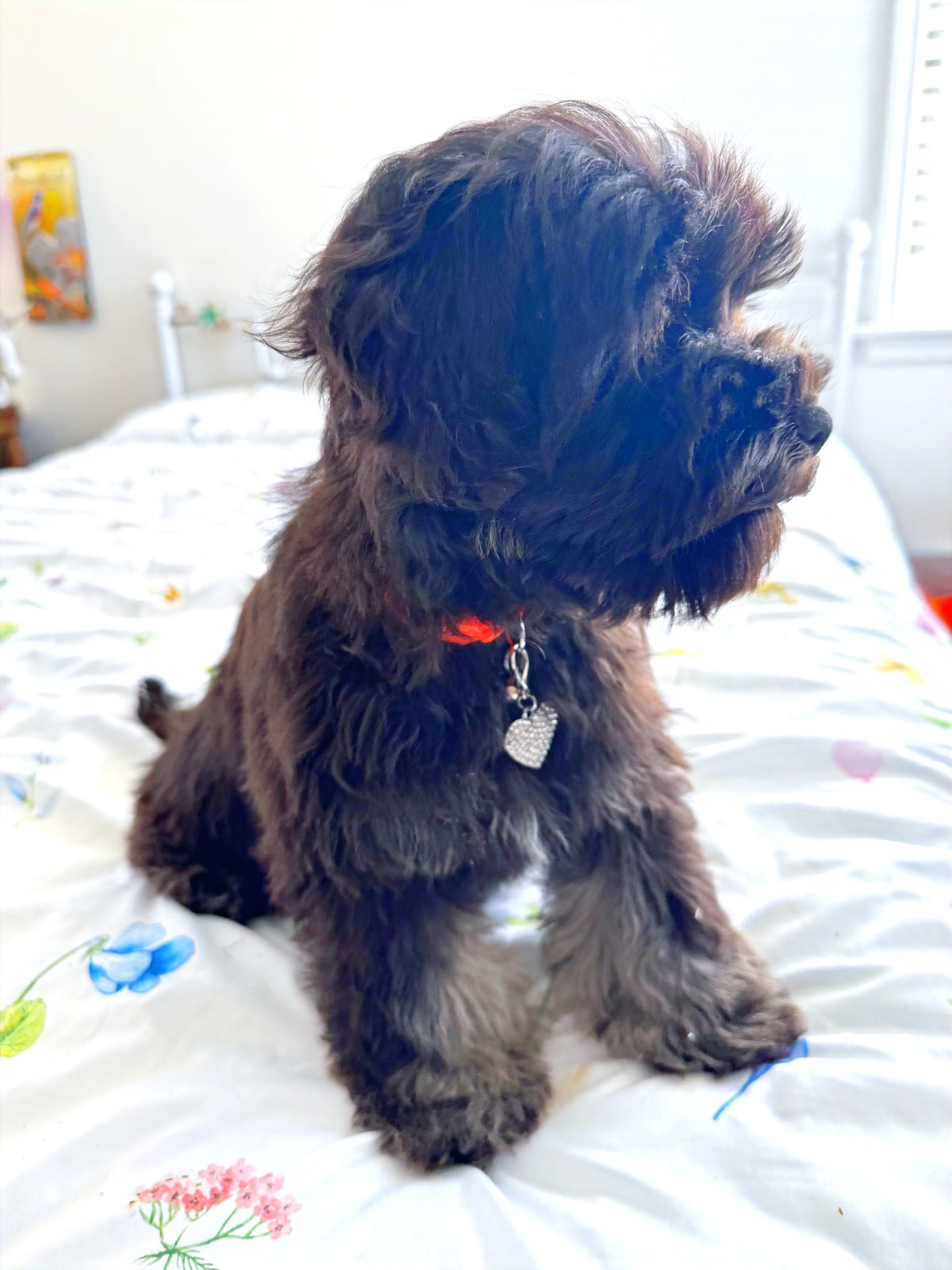 Sheepadoodle puppy with frozen chew toy for teething relief