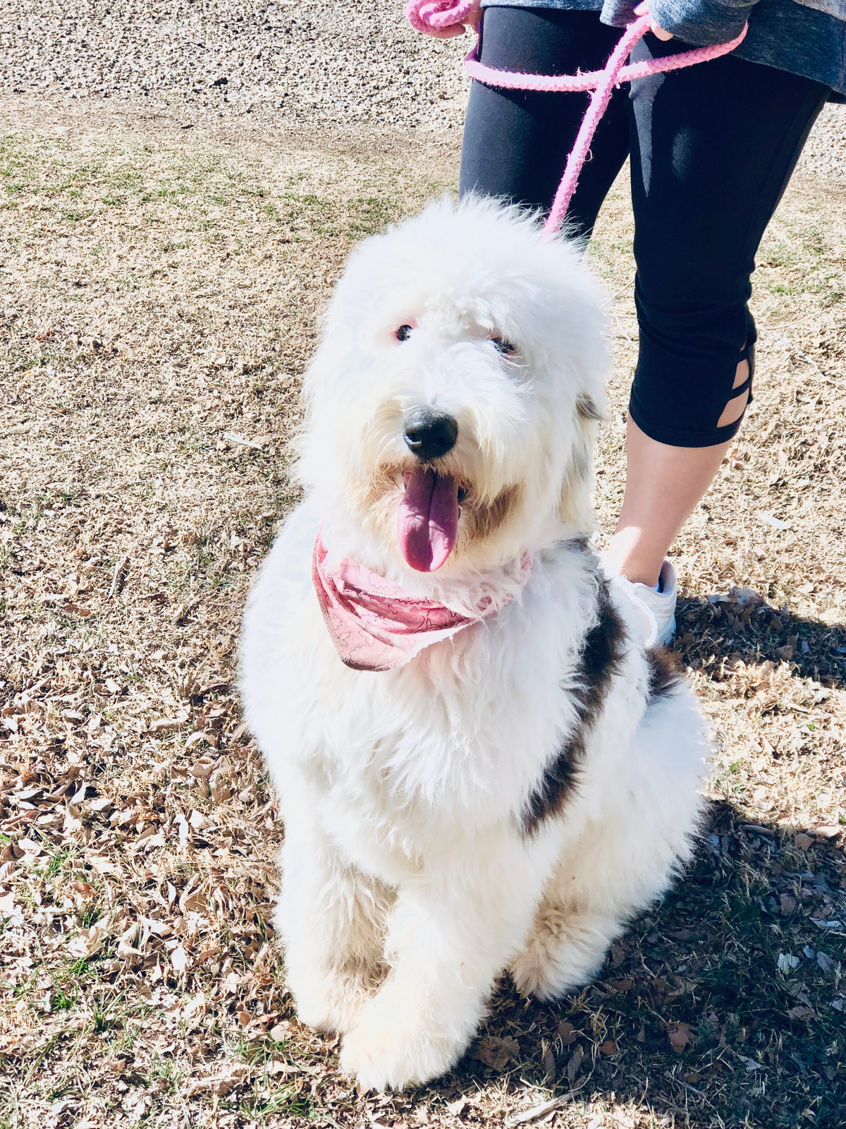 Sheepadoodle puppy redirected to appropriate chew toy during bite training