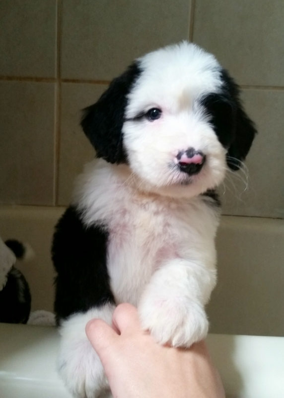 Sheepadoodle puppy calmly chewing appropriate toy during teething training
