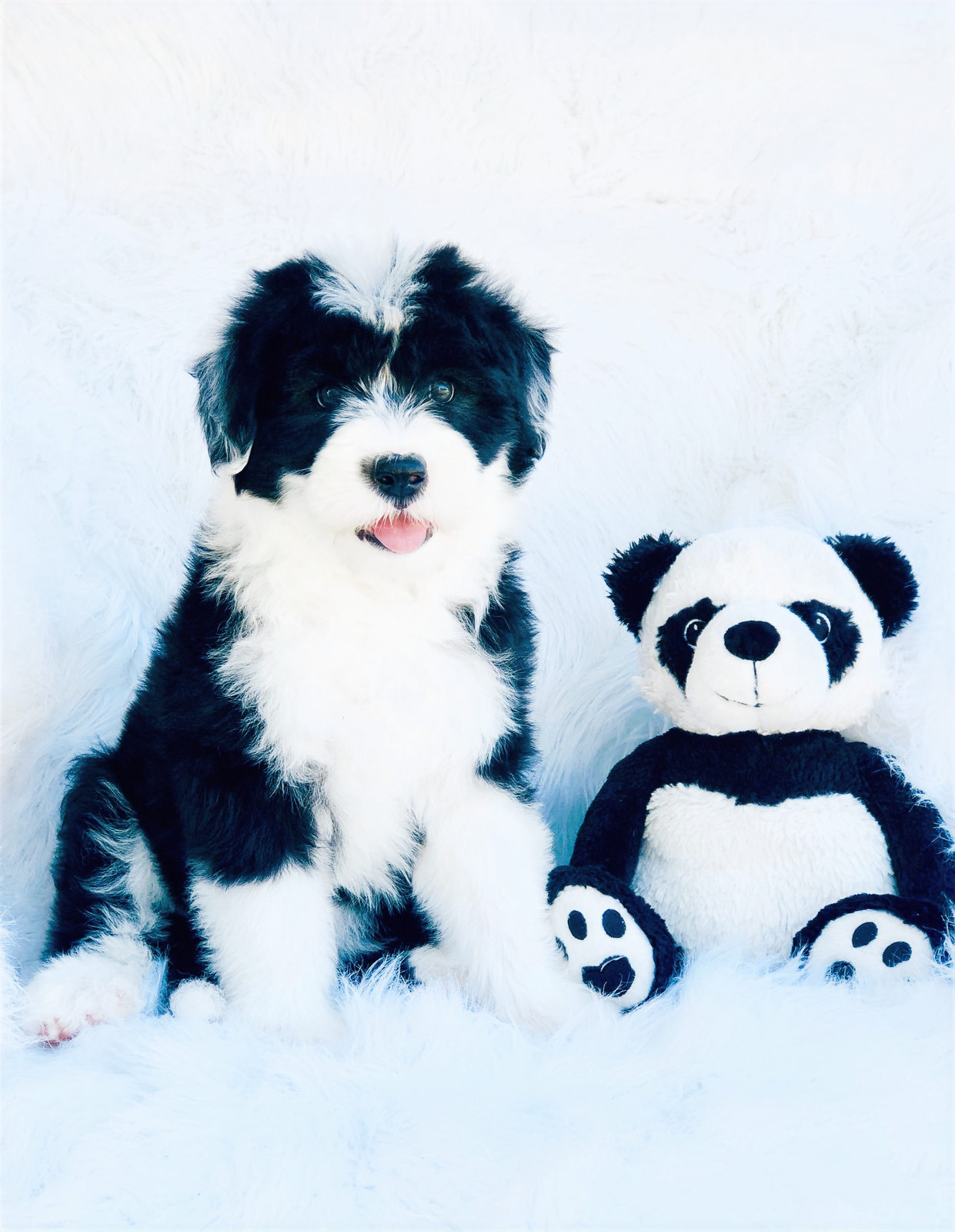 Sheepadoodle dog getting ears checked for infection signs