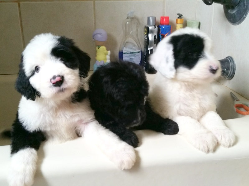 Sheepadoodle puppy having ears cleaned with proper technique
