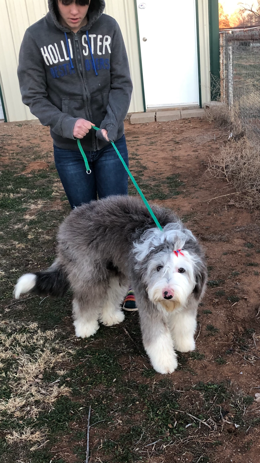 Sheepadoodle dog with healthy clean ears from proper care routine