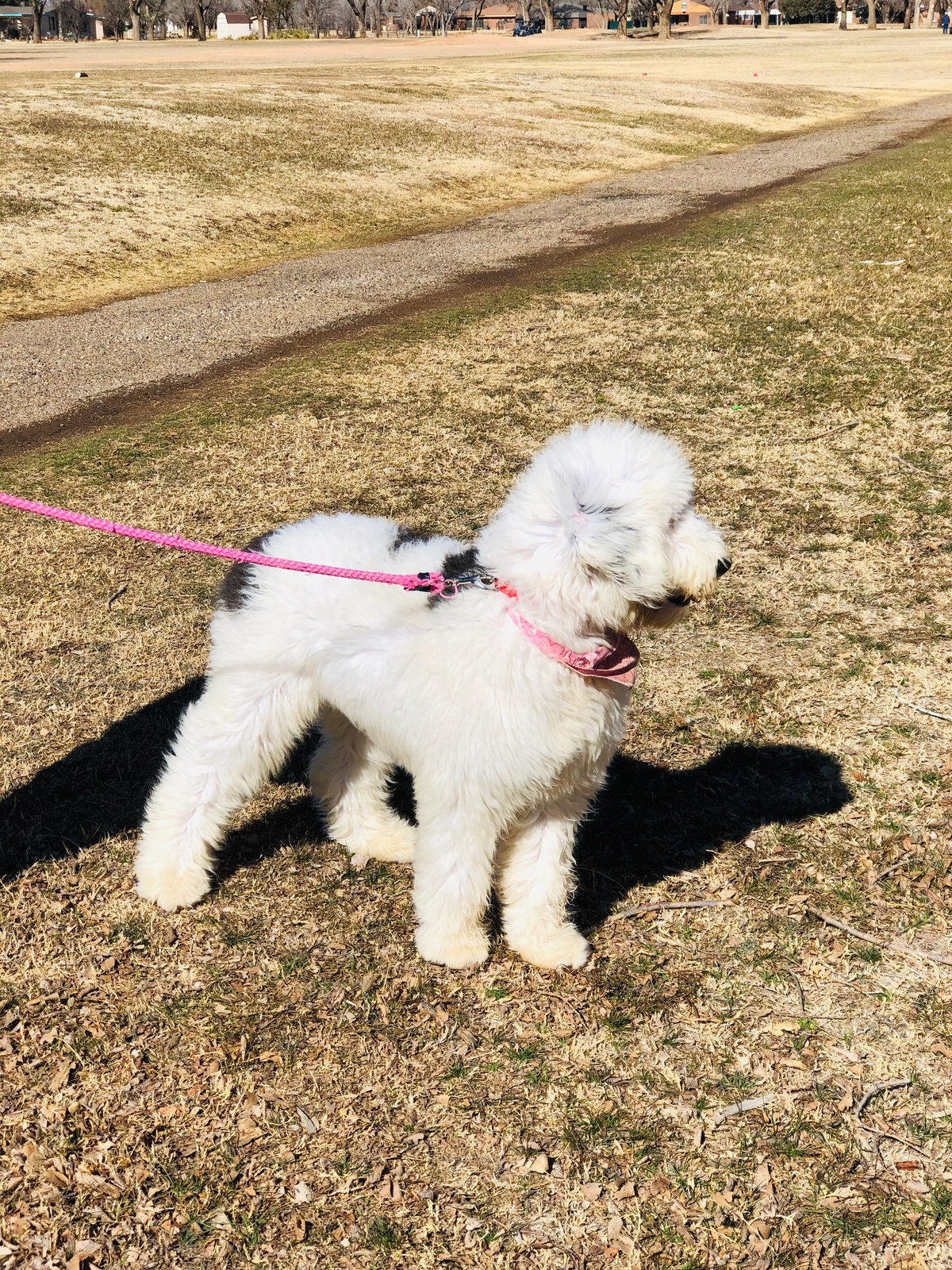 Sheepadoodle puppy having ears checked during regular grooming routine