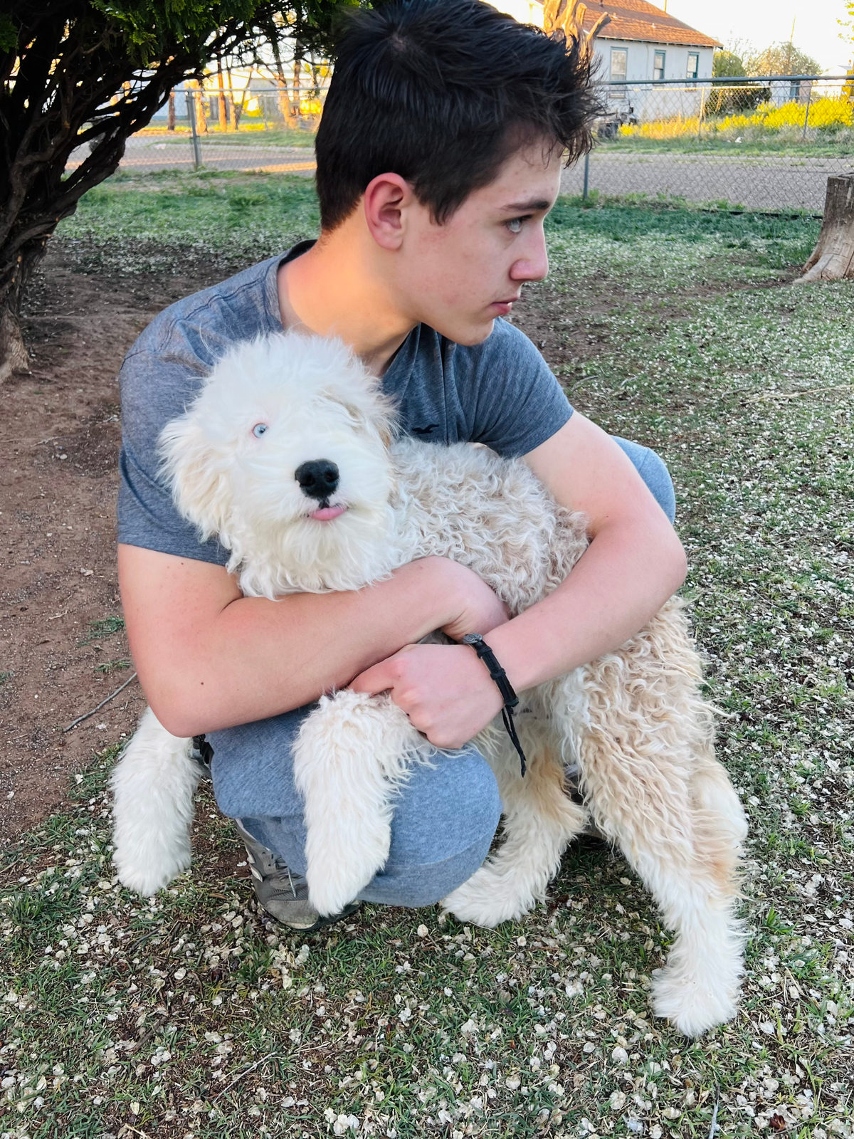 Sheepadoodle puppy at first vet visit for vaccination schedule